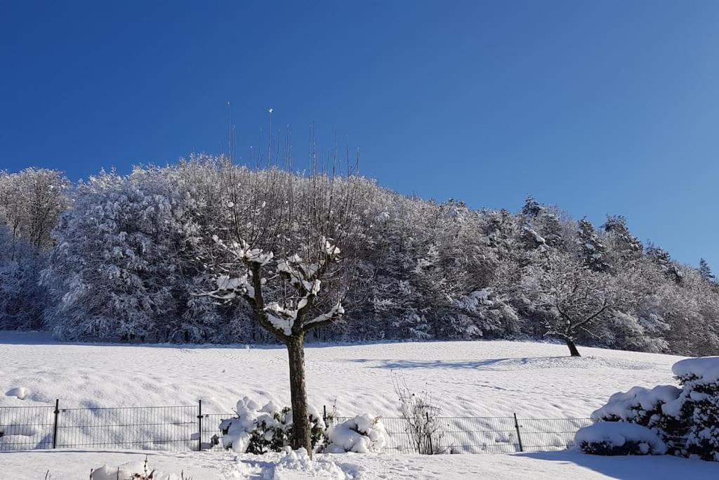 Ferienwohnung Talblick Im Schwarzwald Seelbach  Ngoại thất bức ảnh